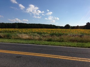 Field of sunflowers by the airport