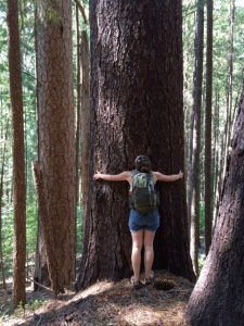 My co-worker Laura hugging one of the GIANT trees in the Trinity Alps Wilderness area where we went hiking - and this wasn't the only one that big!  Photo by Carly Summers