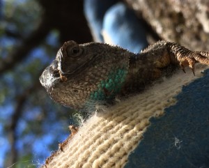 Sagebrush lizard face