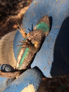 Distinctive sagebrush lizard underbelly; they are also known as "blue bellies"
