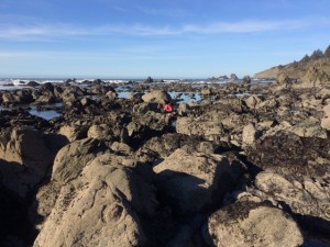 Tide pools at Patrick's Point