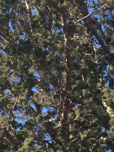 A #WorstBirdPic to show you just how hidden this owl nest is - I promise its in the picture somewhere sort of near the middle. 