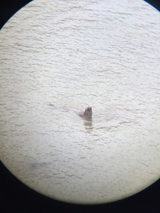Our final park stop was to see the elephant seals. This is a picture through a binocular of one of the male elephant seals calling. 