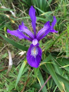 Throughout the park, we were treated to an abundance of blooming wildflowers. The Douglas iris (pictured here) was particularly stunning. 