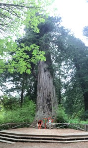 BIG tree