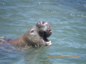 male elephant seal