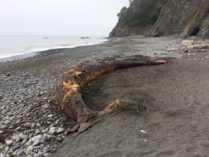 We saw (and smelled) a dead whale! Probably a young gray whale. 